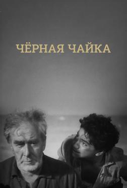 Черная чайка Черная чайка